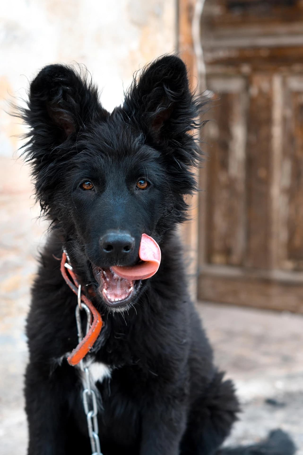 Love for the breed flows from my heart