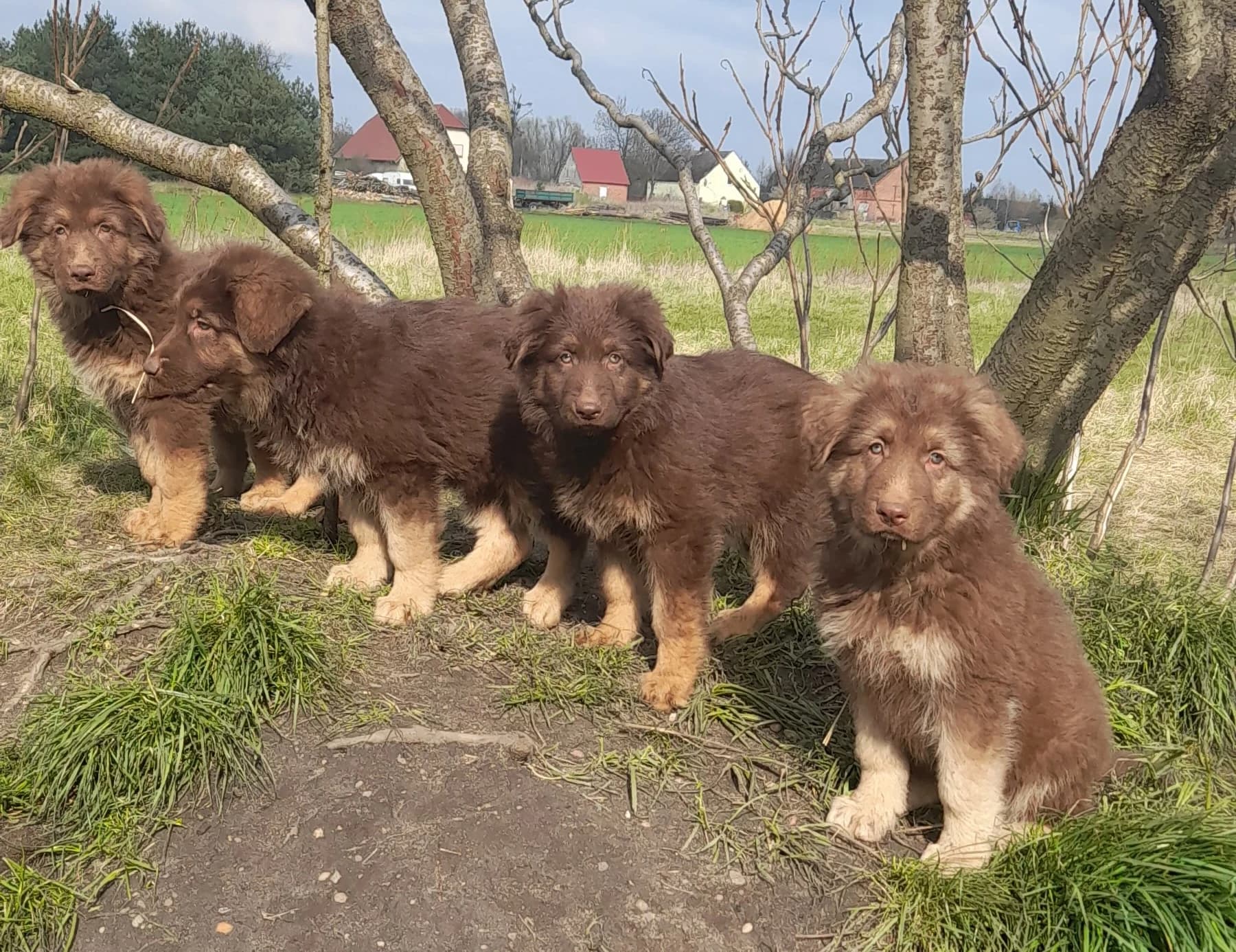 Over 30 years of passion for my dogs