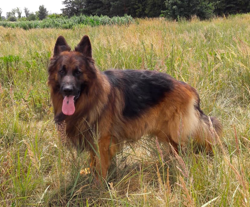 German Shepherd breeding